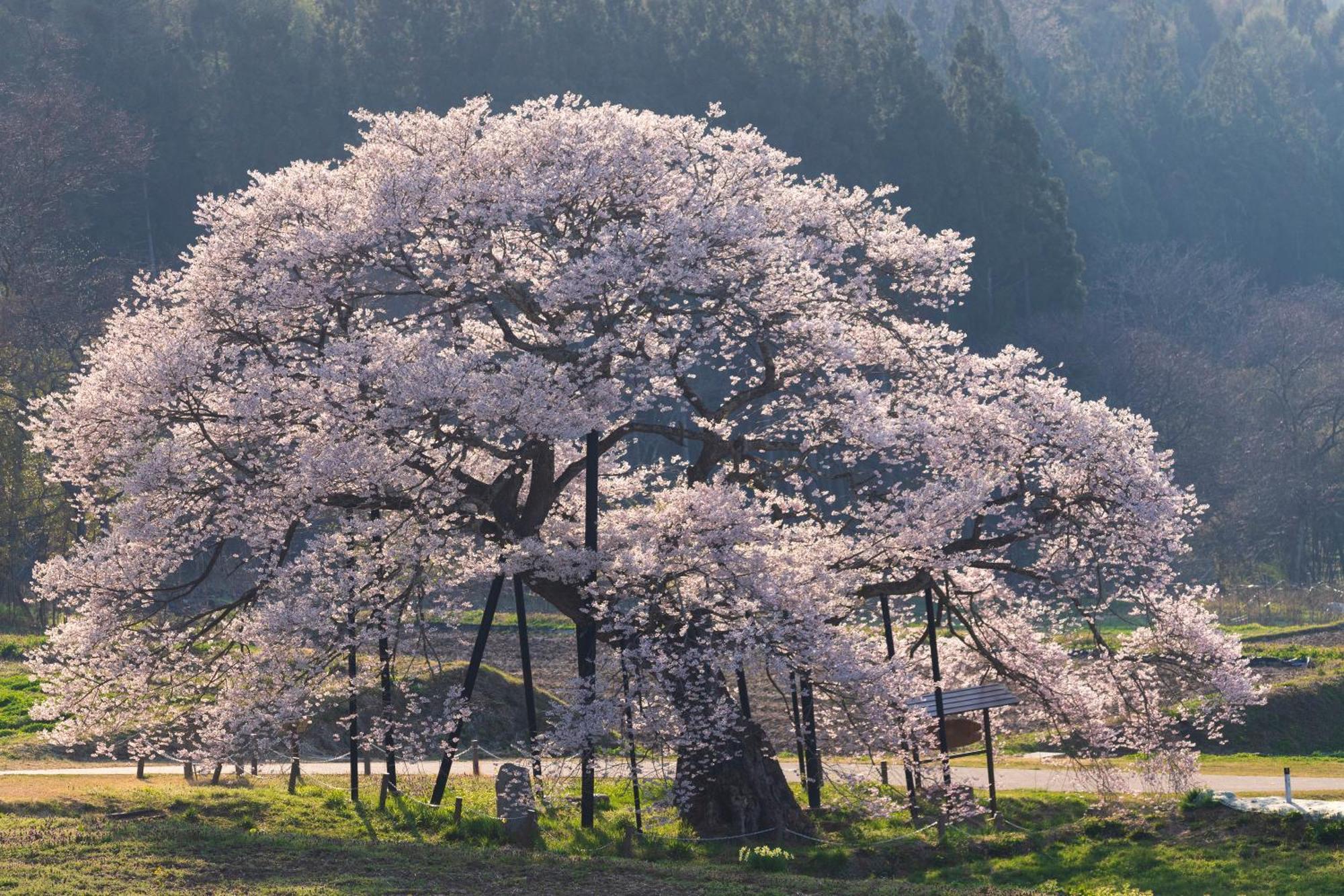 The Toji Ba Matsukawakan Takayama  Exteriör bild